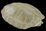 Fossil Tortoise (Testudo) - South Dakota #115065-3